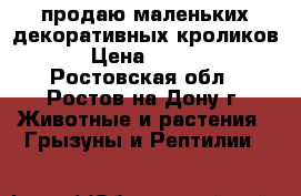 продаю маленьких декоративных кроликов. › Цена ­ 1 000 - Ростовская обл., Ростов-на-Дону г. Животные и растения » Грызуны и Рептилии   